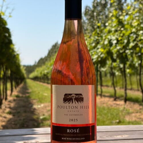 Still Rosé 2025